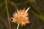 Fringed beaksedge